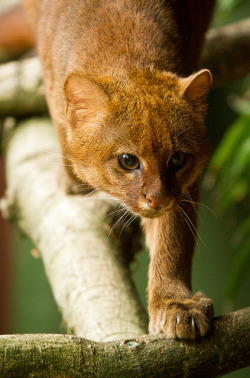 funkysafari:  The jaguarundi (Puma yagouaroundi