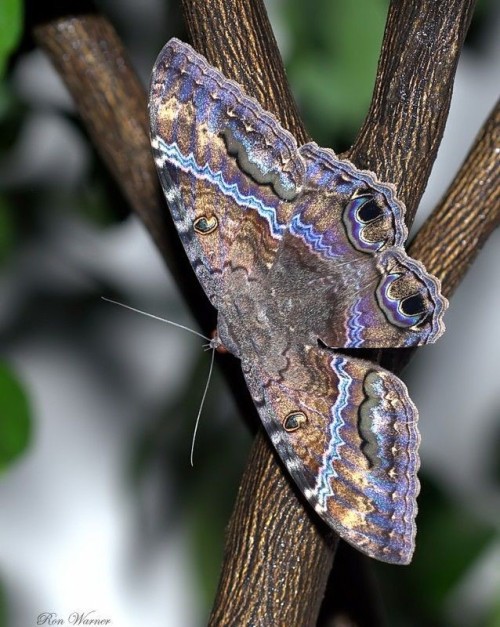 Beautiful Black Witch Moth