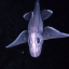 suzyleviathan