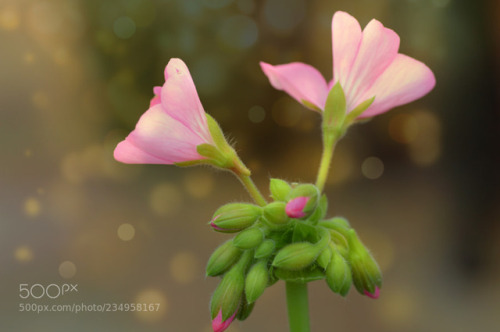 flashes of a morning in the garden by MiguelPereaC