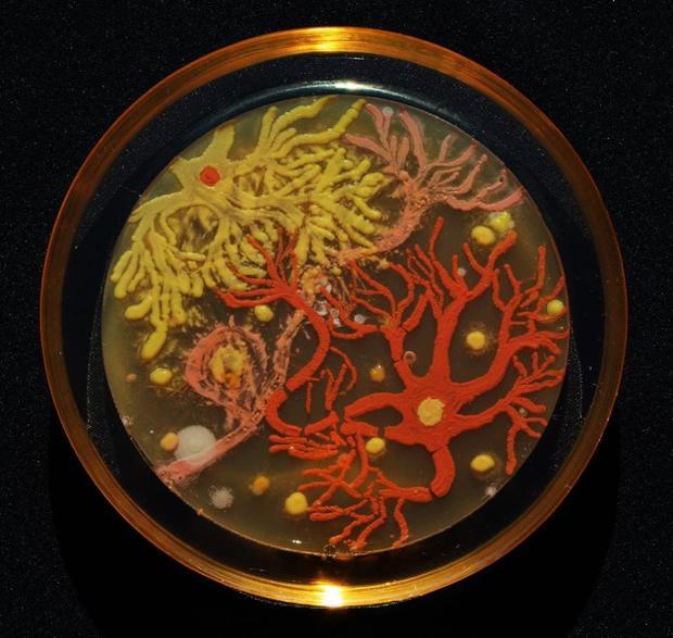 mentalflossr:  These Works of Art Were Grown in Petri Dishes