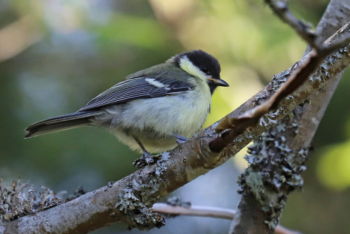 Great tit/talgoxe (juvenile).