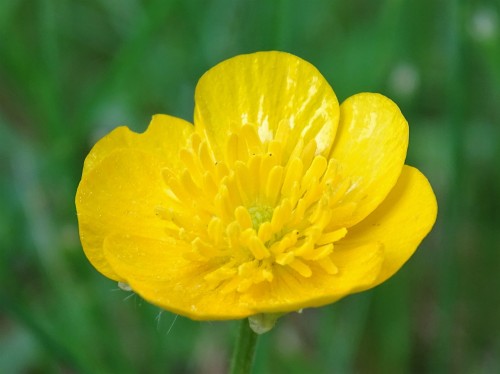 Sunny yellow BUTTERCUPS make my heart SING