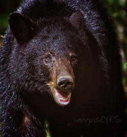 Ursus americanus on Flickr.I figured as long as he was hanging around, and cooperating, I&rsquo;d just shoot some more.  From my recent trip to the Smoky Mountains