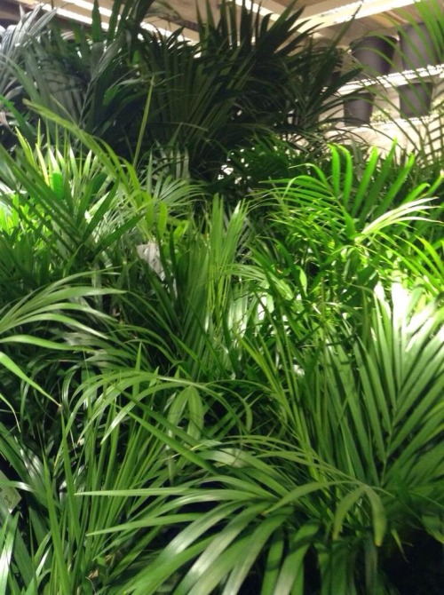 aztec-babe: ikea is like a jungle, i love it (mine x)