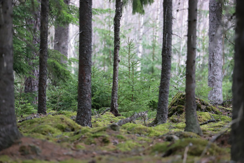 Värmland, Sweden.