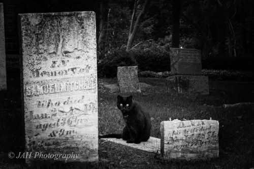 The Graveyard Cat by jah32 The obligatory black, graveyard cat. This little yelper made some rather 