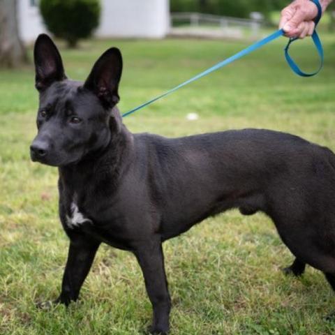 impressive ears AND impressive length!  (source)