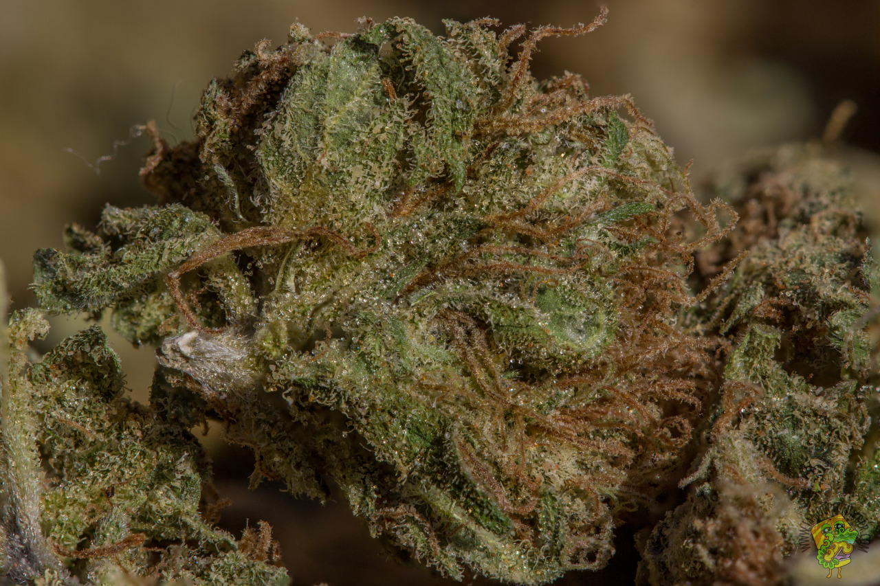 iamoppo:  Unknown Strain