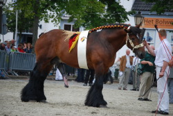 Stallionslove:  Belgian Pride Again. 