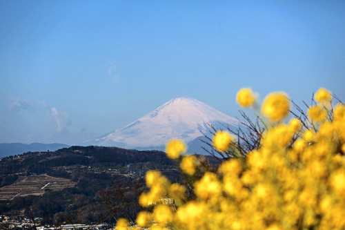 Porn photo kara-meru:  floralls:  Flowers & Fuji