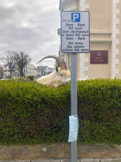 cottageinthelandserene: Because everyone is in lockdown, the wild mountain goats have taken over a t