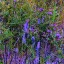 aanonymoussy