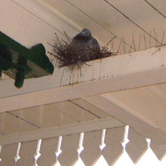 marcsalmonds:  todaysbird:  my new favorite thing is birds either blatantly ignoring bird-repellent spikes or actually using the spikes to support their nests   (x), (x), (x), (x)   Direct action pigeons are the working class heroes of the cityscape 