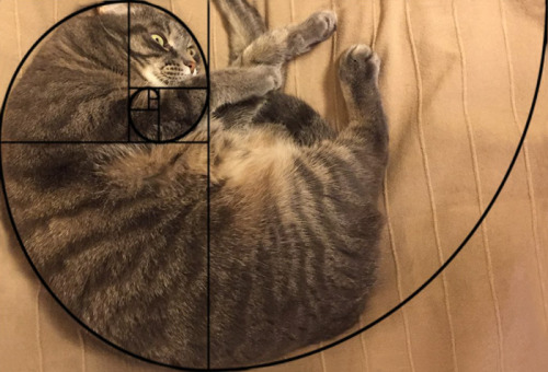 archiemcphee: archiemcphee:  Cats + Mathematics porn pictures