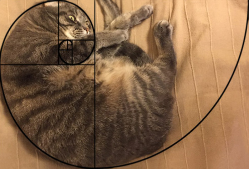 adramofpoison: blackmorgan: Furbonacci Sequence Proves That Cats Are Purrfect one toasty curl of pur