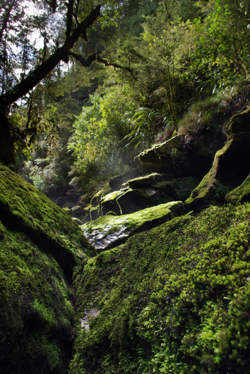 90377: Cave Creek, Paparoa National Park, South Island, New Zealand by Peter Prue