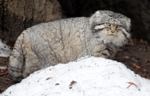 mostlytoebeans: mostlycatsmostly: More Pallas Cat (via mbibi) love me some SCREAMING RECTANGLE