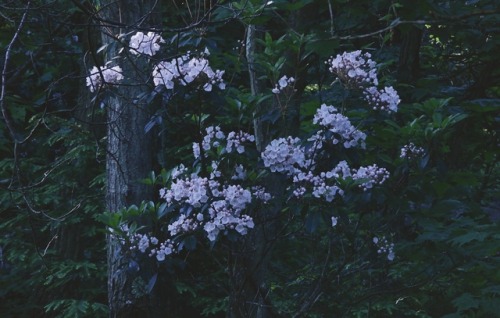 aetheric-aesthetic:Mountain Laurels