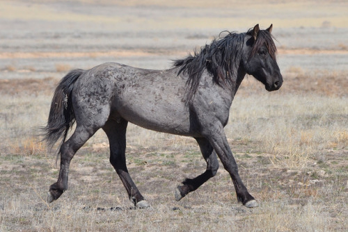 howtohavegaysubtext:Utah Mustangs photographed by Sterling Moore.