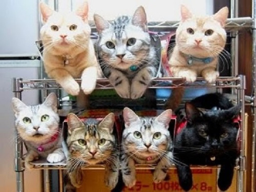 supermattural:wigglytuffitout:do not be upset friends!!!look at these well-organized cats insteadi f