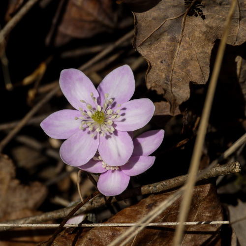 Roundlobe HepaticaAnemone americanaPine Creek Barrens, KY10 March 2021