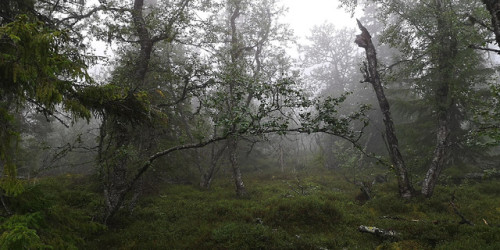 Sånfjället National Park, Härjedalen, Sweden.