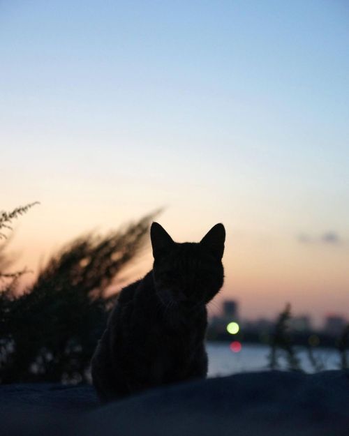 夕暮れの風。 #fixx201309 #シッポ追い #tailchaser #猫 #ねこ #ネコ #cat #cats #猫写真 #東京猫 #外猫 #地域猫 #ねこ部 #まちねこ #ネコスタグラム #