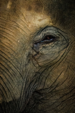 drxgonfly: can you see me now (by Damian Bere) 