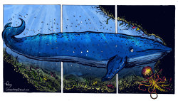 eatsleepdraw:  Whale- ink,charcoal colored digitally.