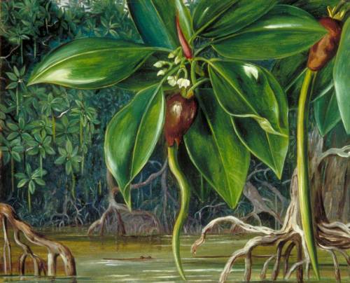 artist-marianne-north:A Mangrove Swamp in Sarawak, Borneo, 1876, Marianne North