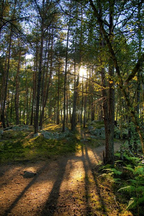 missfairyblossom:Forêt de Fontainebleau by Matthieu Luna on Flickr (cc)