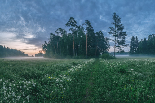 expressions-of-nature:by Lashkov Fedor“White Night- Blooming Dawn” St. Petersburg, Russia