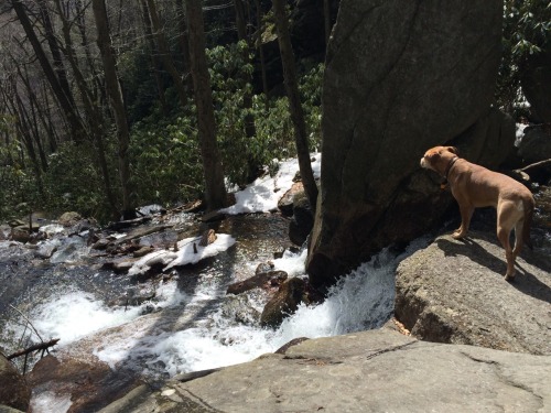 Last weekend we went to Glen Onoko Falls in Pennsylvania. Tahoe had his first sip of cold mountain w