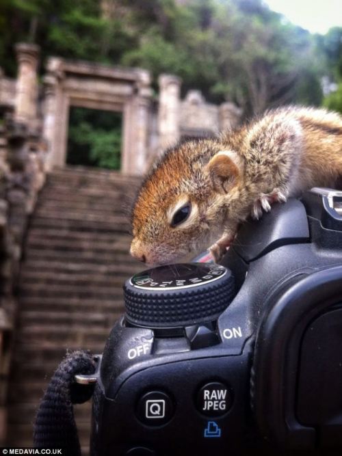 phototoartguy:  Nodding off at your keyboard? This tiny palm squirrel can fall asleep ANYWHERE (but it prefers its owner’s shirt pocket) Wildlife film maker Paul Williams, 34, took looks after the tiny palm squirrel Has cared for the animal, called