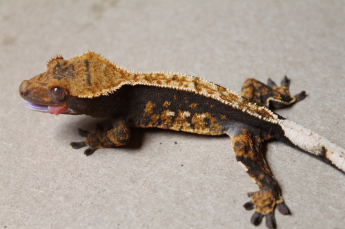 drawing-to-run:My holdback probable female is looking amazing!!! Out of Aphrodite x Balerion!Crestie