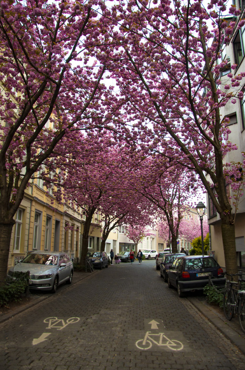 Day 4: Boppard and Bonn, GermanyWe left our AirBnB in Ingelheim am Rhein and drove our way alongside