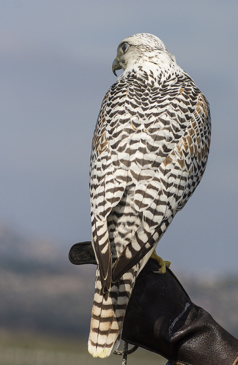 Gyrfalcon (Falco rusticolus) &gt;&gt;by Bill Gracey