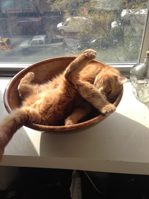 fitzroythecat:  So hard to get comfortable some days. 