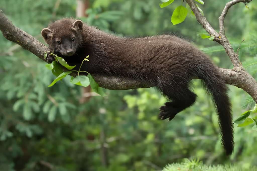 commandergoretusk:roccondil:marinella-ella:I have heard fisher cats’ vocalizations