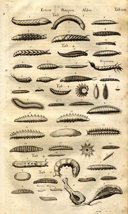 Caterpilars etc. from Jan Jonston’s Historiae Naturalis De de Insectis Libri III. De Serpentibus et 