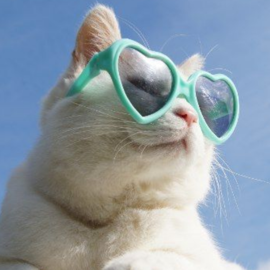 icons, headers, etc. — cats in glasses like/reblog if you use/save