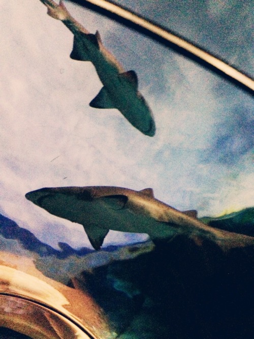misjudgments:  Sea World San Diego: sharks encounter.  