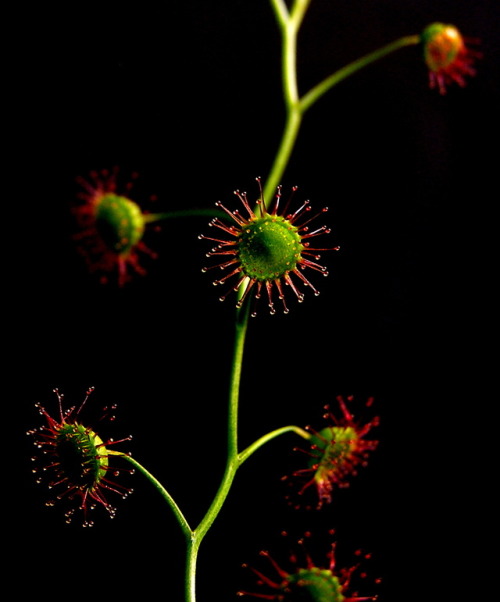 botanyshitposts: lovecraftsgarden: Drosera menziesii Pink Rainbow (via) hungry polka dot baby