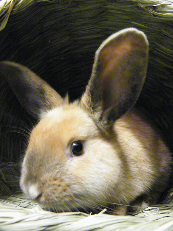 fortunas-sands:  Tate, at the Georgia House Rabbit Society. Very young bunny that