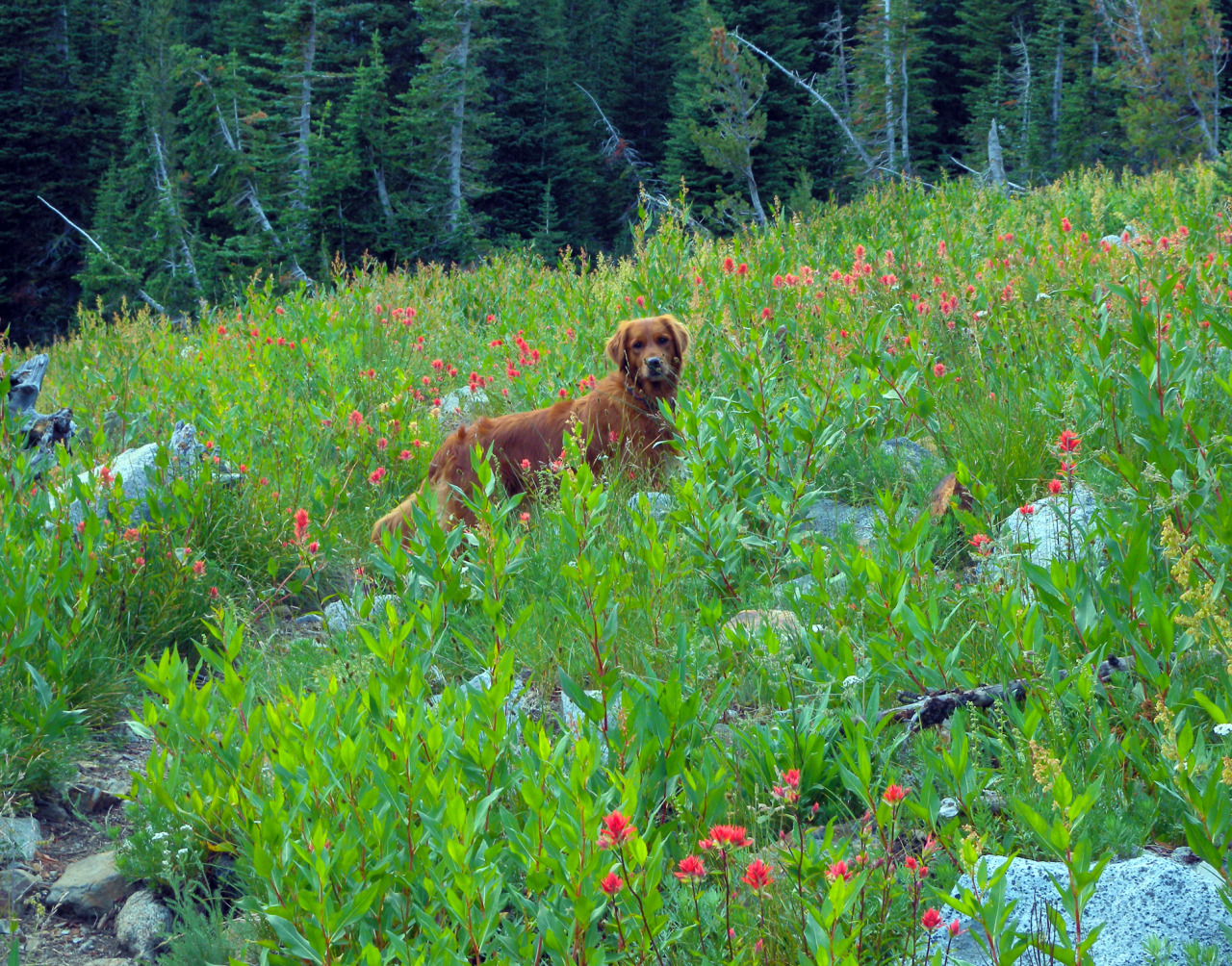 voozu:  i have such a perfect dog look at my pretty dog on all her doggy hiking trips