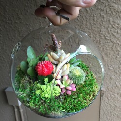 rlyhigh:can’t wait to give my mother this hanging succulent atrium i just purchased