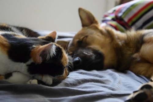 Sleepy Queens.