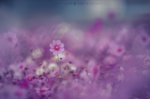 XXX floralls:  by Yukie Wago   photo