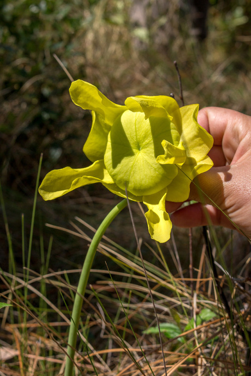 microcosmicobservations: Yellow pitcher plant (Sarracenia flava) 4/17 at Green Swamp Preserve, North